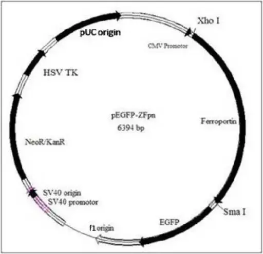 [0820-PVT1212] pEGFP- Actin Plasmid